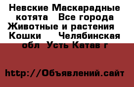 Невские Маскарадные котята - Все города Животные и растения » Кошки   . Челябинская обл.,Усть-Катав г.